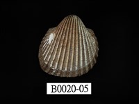 藏品(球蚶(球毛蚶))的圖片